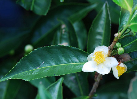 Zwarte thee_Camellia sinensis