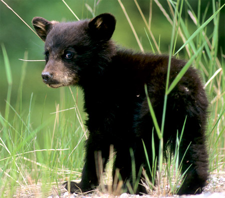 Zwarte Beer_Black Bear