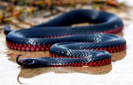 Zwarte adder