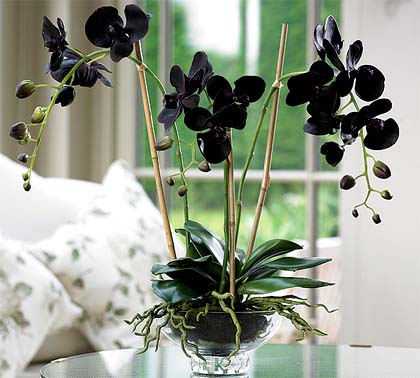 Zwarte Orchidee