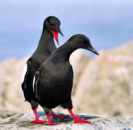 Zwarte zeekoet (Black Guillemot)