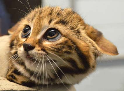 kitten Black-footed cat